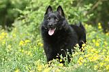 SCHIPPERKE 579